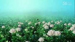 青青国产草视频,青涩情感演绎